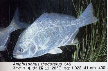 Amphistichus rhodoterus